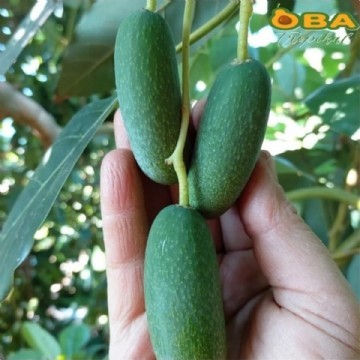 500 Gr BEBEK AVOKADO