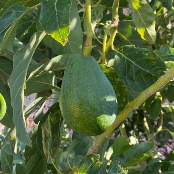   10 ADET AVOKADO FÜERTE ( 250 GR ÜSTÜ )