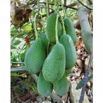 4 KG KÜÇÜK BOY AVOKADO - 1 KG LİMON PAKETİ