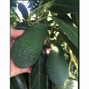  30 adet 200 gram avokado (has)