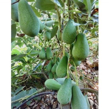 30 adet 200 gram üzeri avokado (füerte)